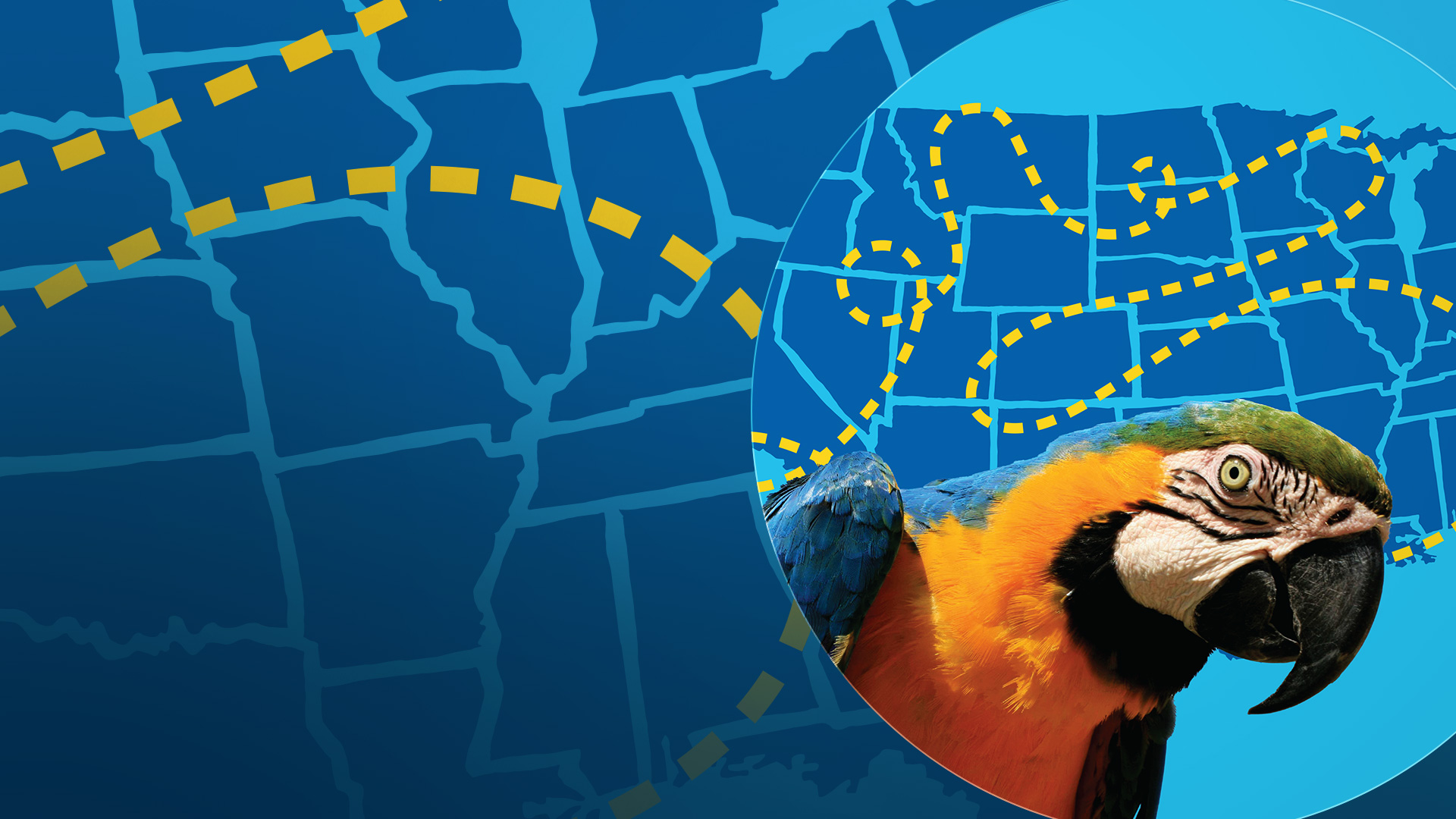 A map of the USA with a yellow dotted line for a travel pattern and a yellow and blue parrot in the left corner.
