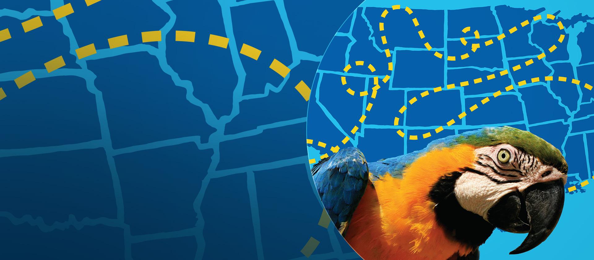 A map of the USA with a yellow dotted line for a travel pattern and a yellow and blue parrot in the left corner.
